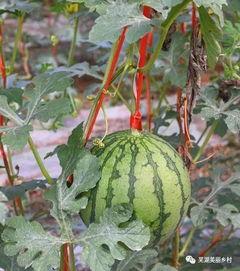 吃瓜群众的标签,网络时代的围观者与传播者