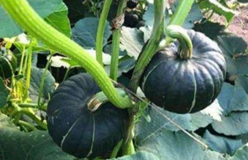 小黄coco吃瓜,揭秘娱乐圈幕后故事