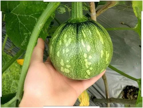 小卜丁吃瓜,小卜丁的瓜田奇遇记