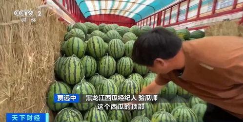 宝乐迪 吃瓜,吃瓜群众眼中的娱乐盛宴