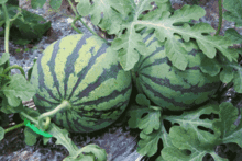 吃瓜中心入口,探寻美食天堂的神秘之门