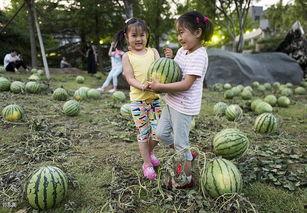 吃瓜中心入口,探寻美食天堂的神秘之门