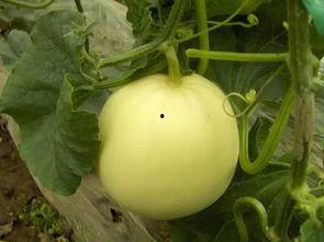 吃瓜小白图片,一场视觉盛宴的幕后故事