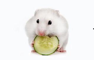 仓鼠可以吃瓜瓢吗,瓜瓢是否适合作为仓鼠美食？