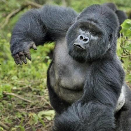 吃哈密瓜猩猩,哈密瓜诱惑下的猩猩美食之旅