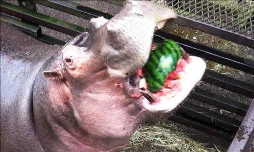 河马吃瓜流口水